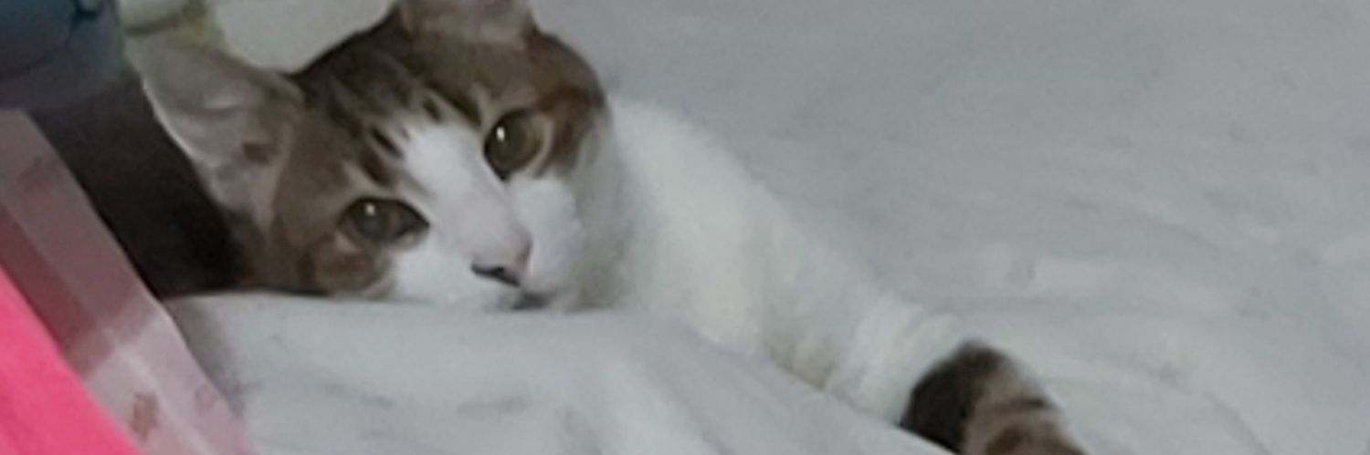 PaoSunnyFlow's profile banner image