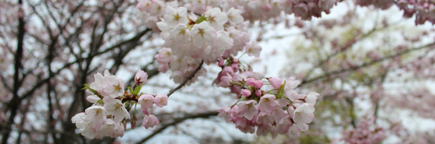 Annebrito22's profile banner image