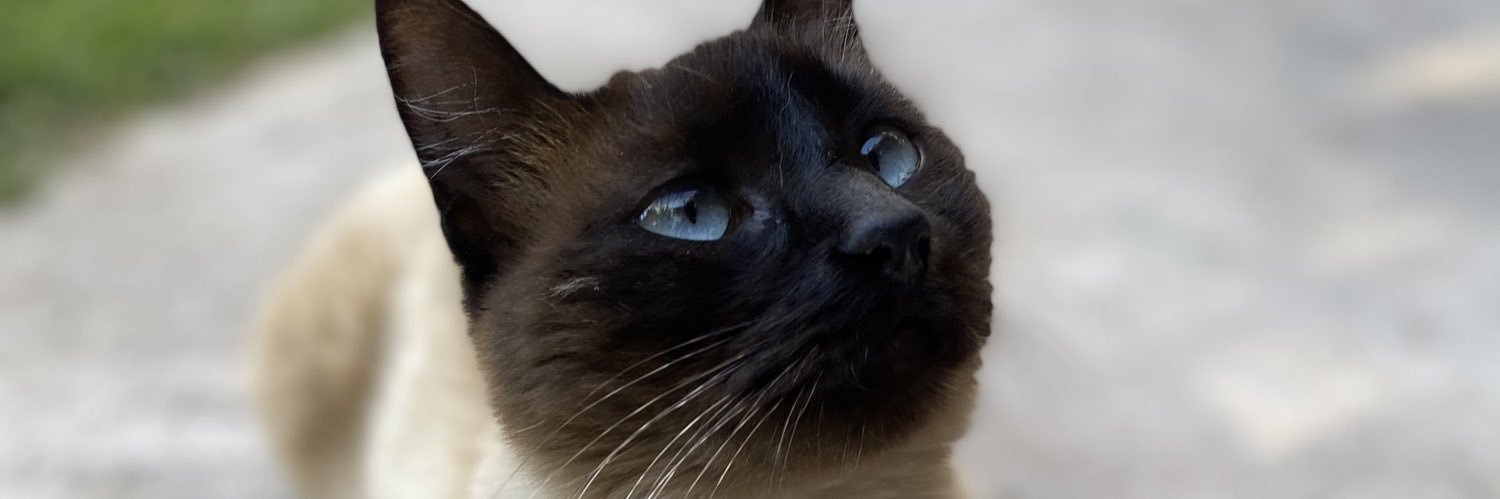 maiibells's profile banner image