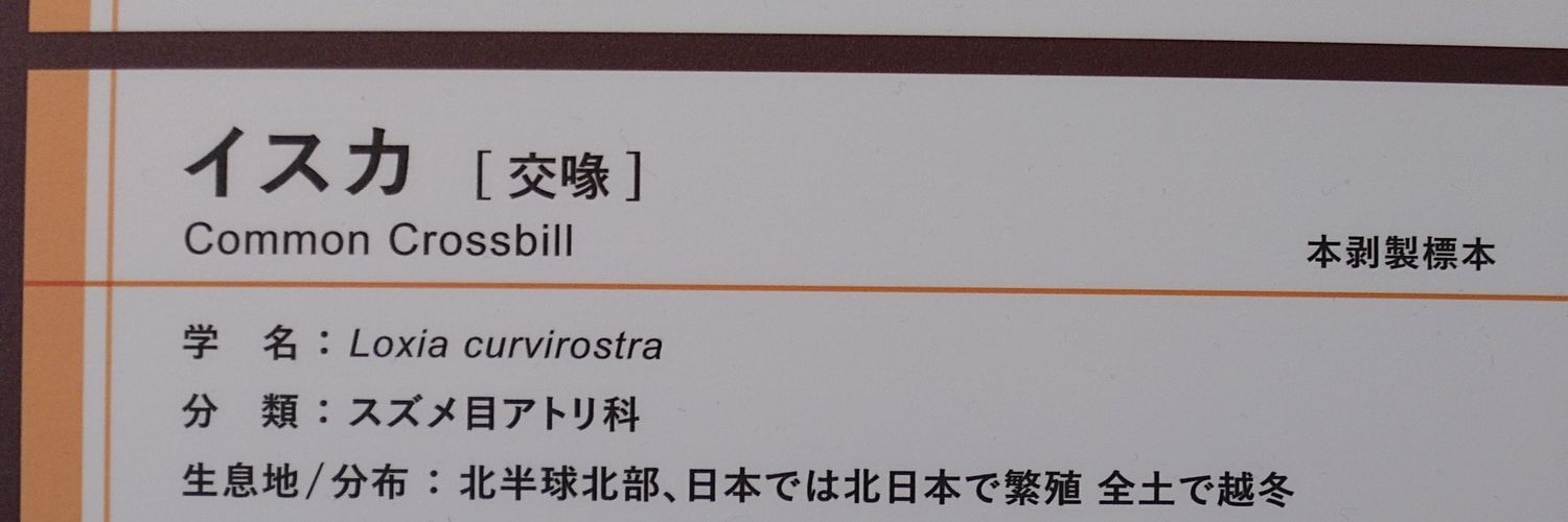 花鶏交喙/ｱﾄﾘｲｽｶ banner