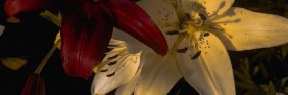 serendipitybuck's profile banner image