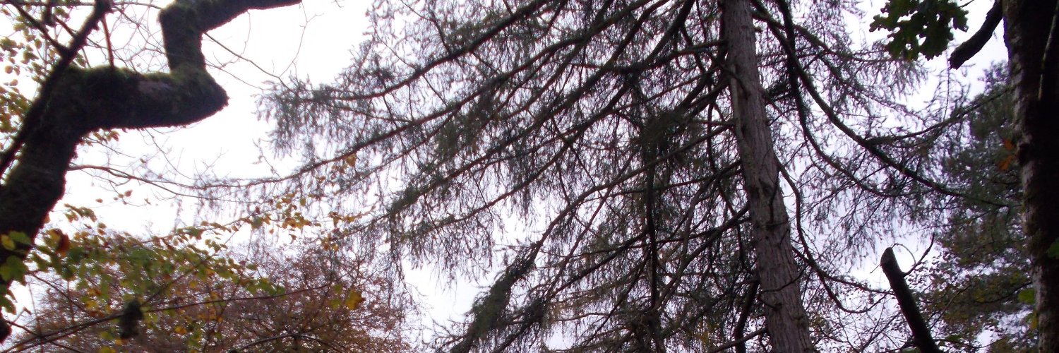angbane's profile banner image