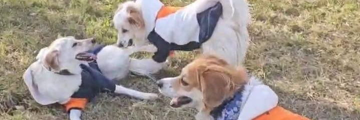 Afa🐞💙🐶 banner