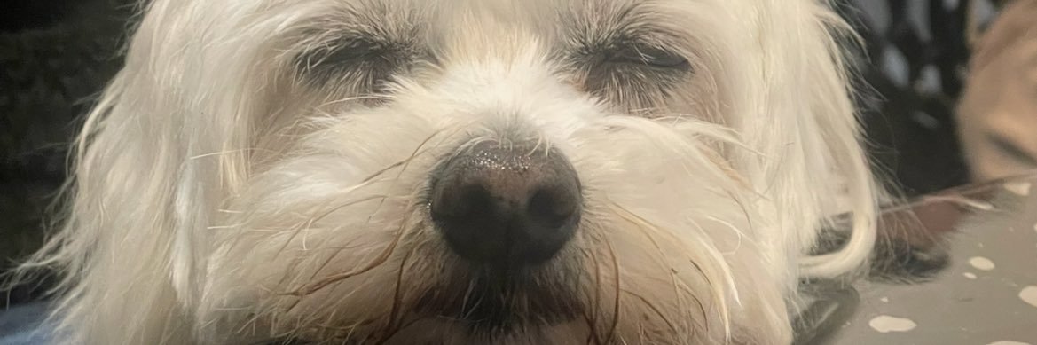 Tamtouille's profile banner image