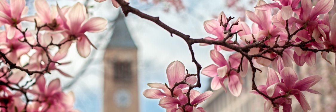 Cornell Institute for Healthy Futures banner