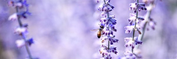 nj_swanson Profile Banner