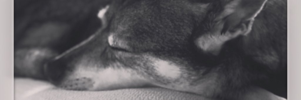 Elizabeth_Jane banner