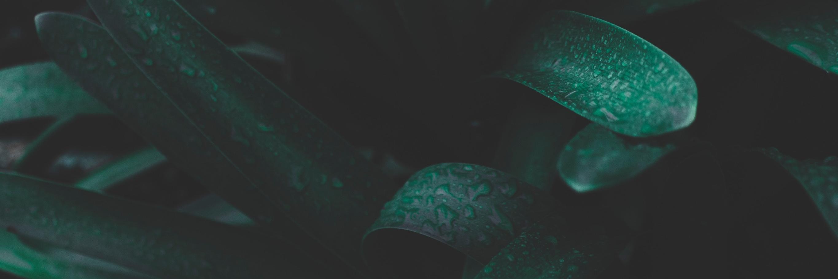 Cathie Toshach banner