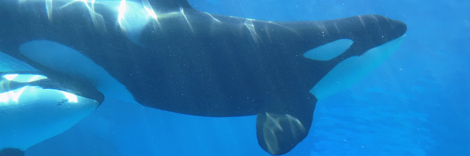 ひとみ🦈⭐ banner