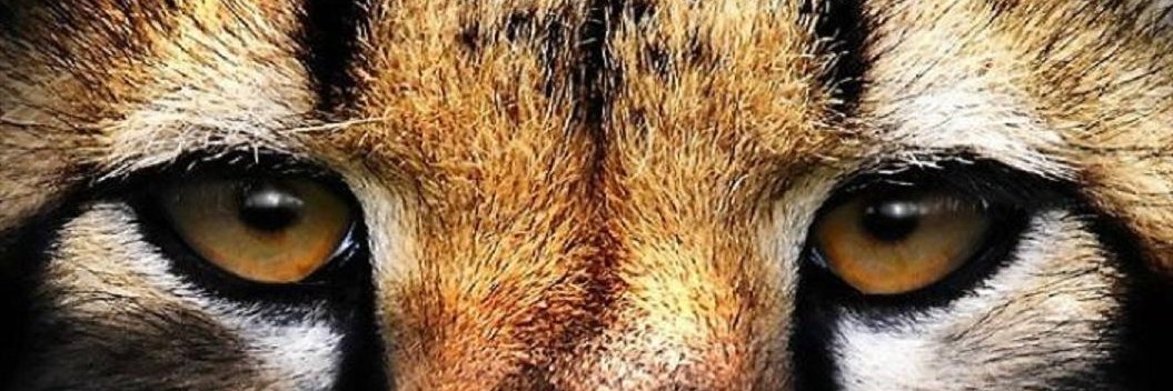 prplcheetah's profile banner image