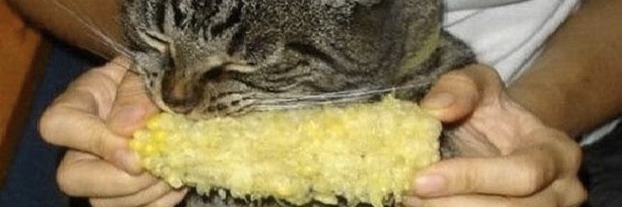 laurennthom's profile banner image