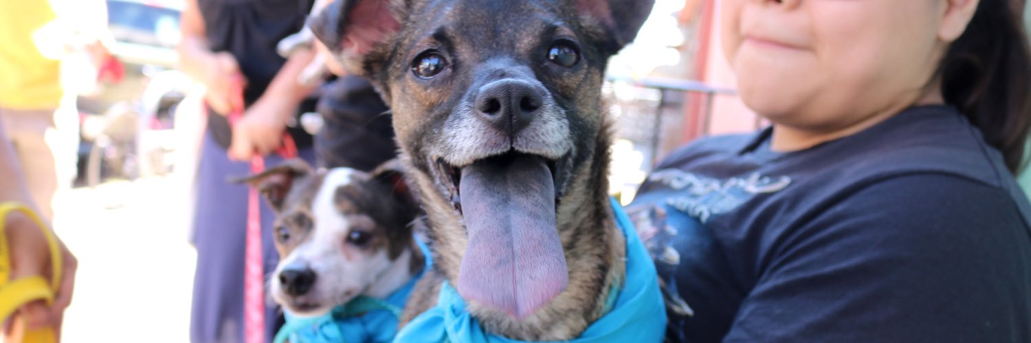 Foster_Dogs's profile banner image