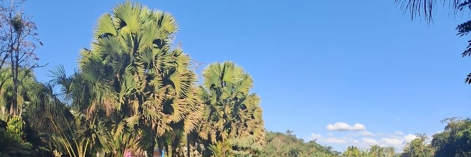 oScatenaZ banner