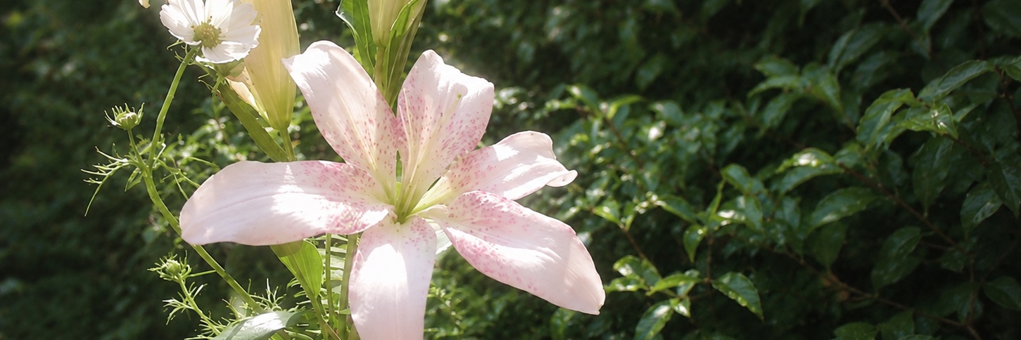 ً banner