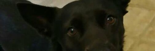 Sheryl Simpson banner