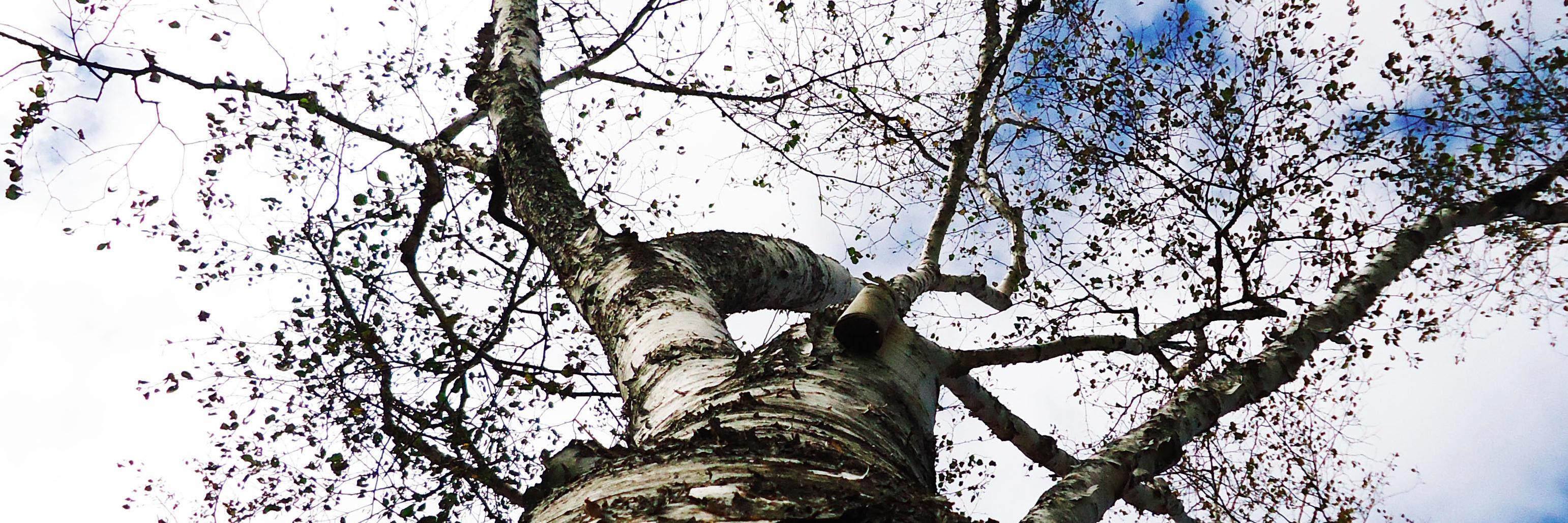 scobyc's profile banner image