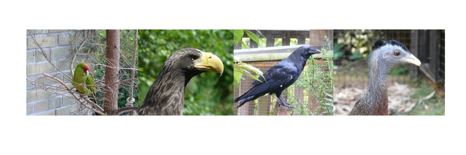 ManyBirds Project's banner