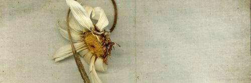 Emanuela's banner