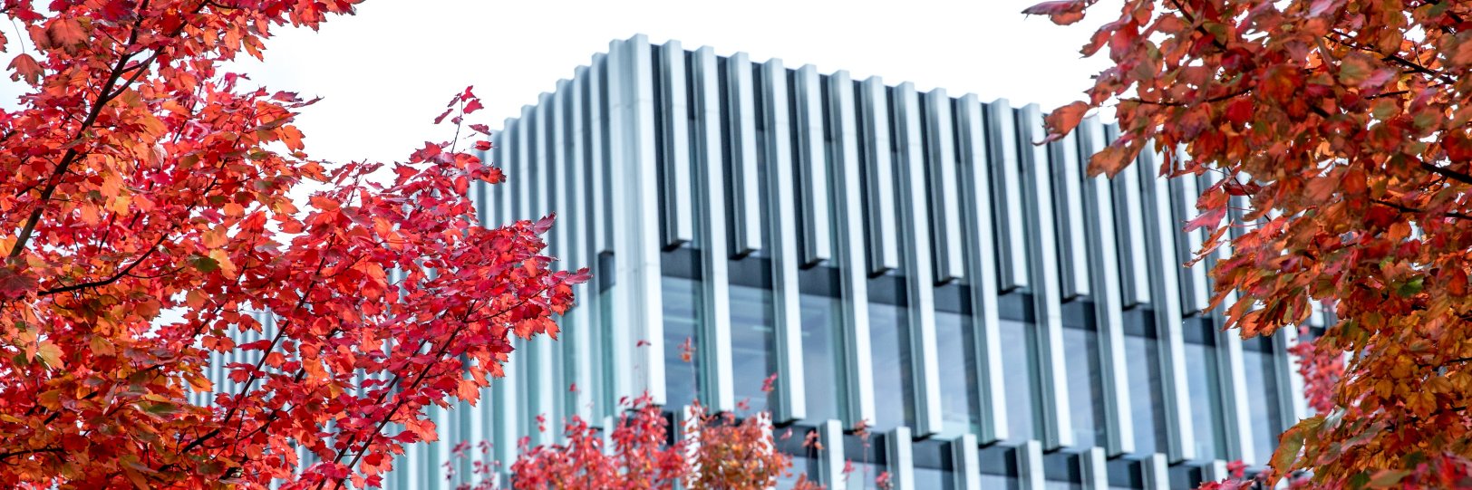 Erasmus School of Law banner