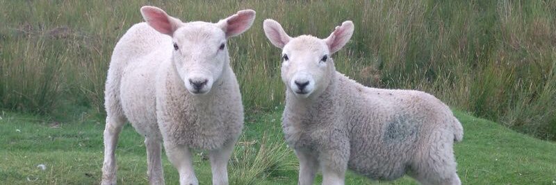 Hillary Wadsworth banner