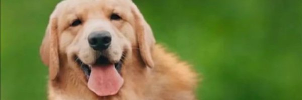 caiu Profile Banner
