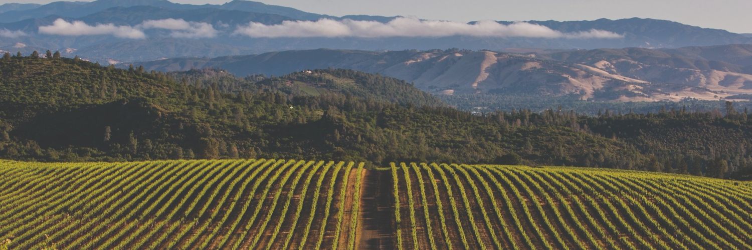 vineyardsplash's profile banner image