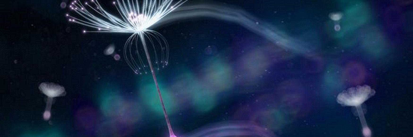Qele_Qele's profile banner image