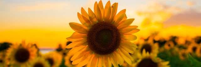 ellene2010's profile banner image