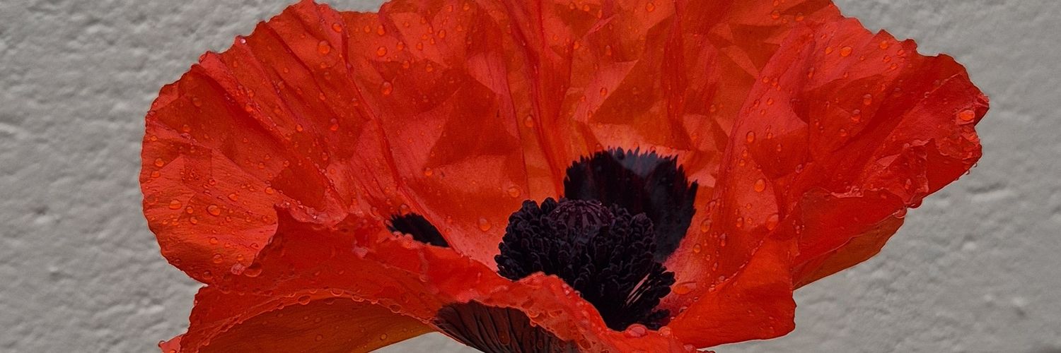 Pamf31Pf's profile banner image