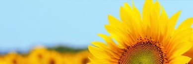 eldacelina's profile banner image