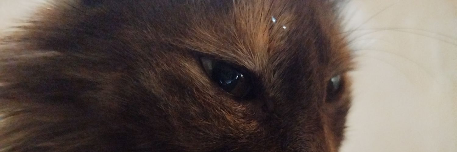 hootyfer's profile banner image
