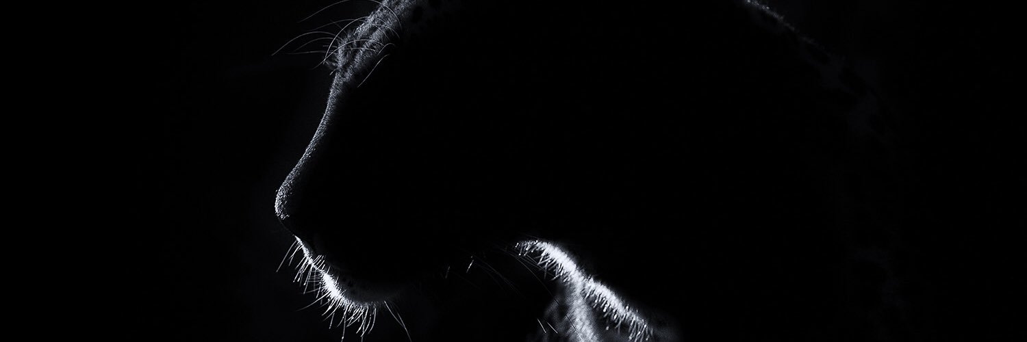 TiagoSaint8's profile banner image