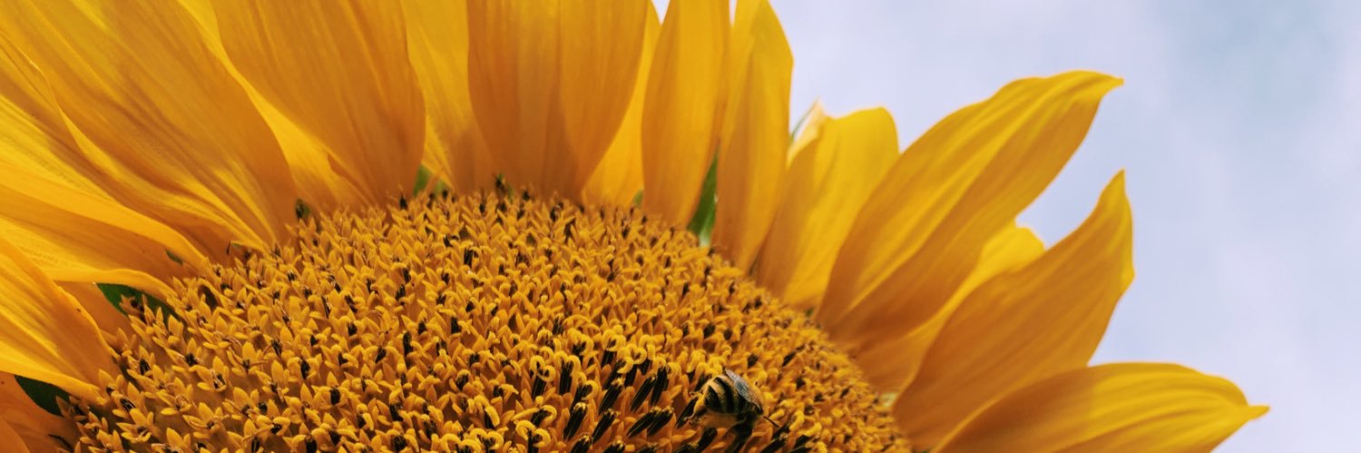 Megan Mannering banner