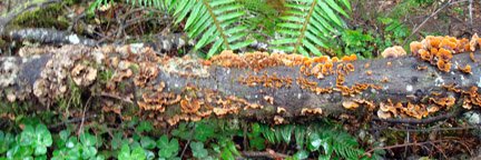 lenka's profile banner image