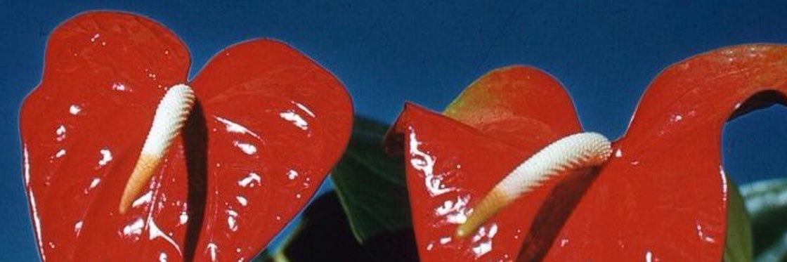 flor ❀ banner