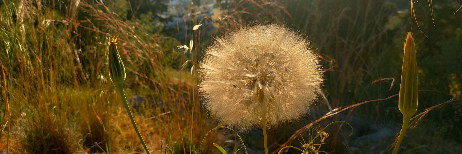 George_O_Cool banner