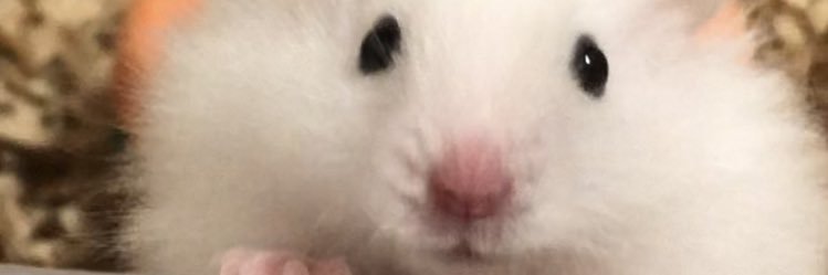 栗本かるび🔞's banner