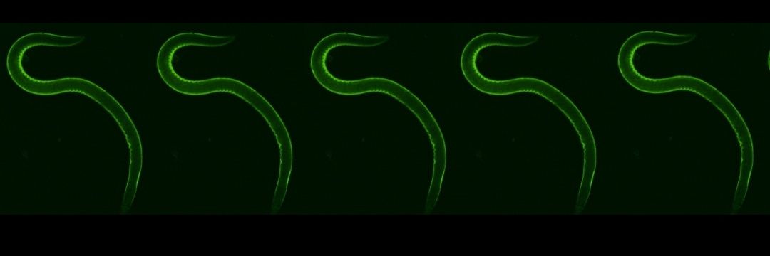 Maurizio F. Brivio banner