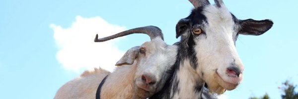 theDRAMAgoat1 Profile Banner