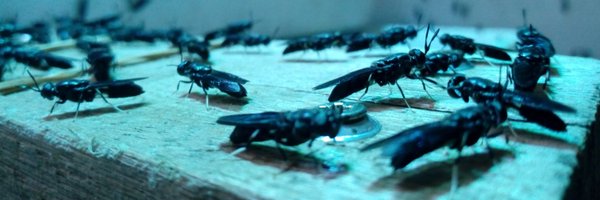 Procens1 Profile Banner