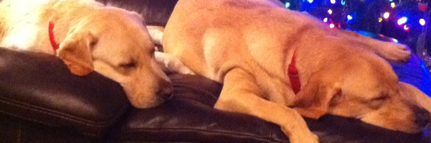 Log or Doodoobug banner