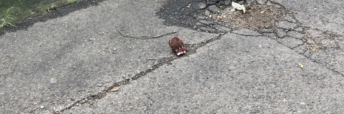 にら🍙原稿中 banner