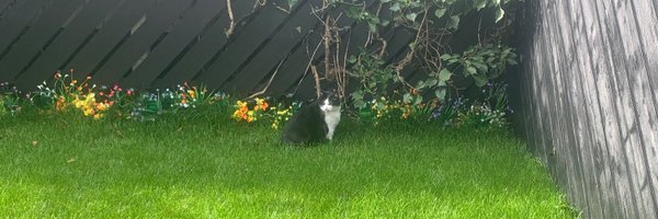 QueenieBelfast Profile Banner