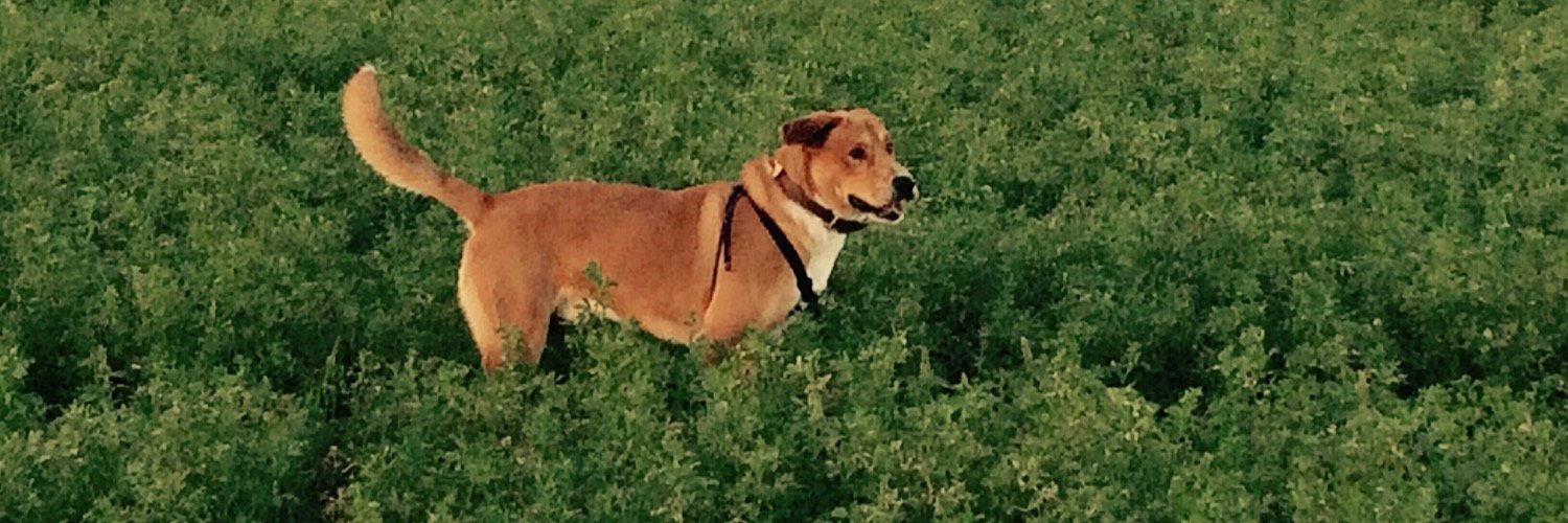 David_Rius's profile banner image