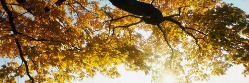 Otisrod. banner