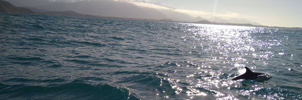 MaryHPBRD Profile Banner