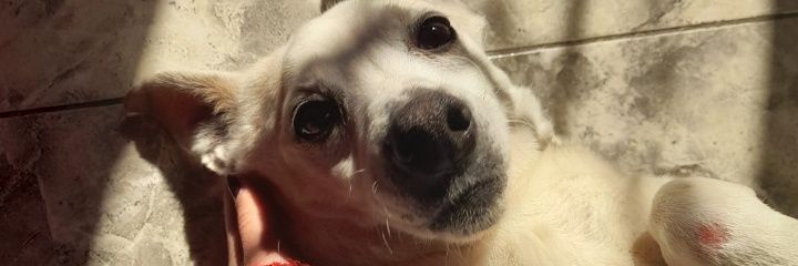 valenvizo's profile banner image