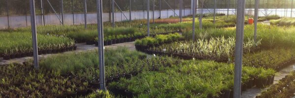 MNursery Profile Banner