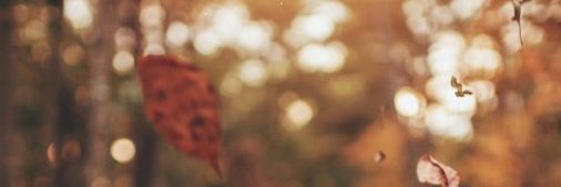 astarinesti's profile banner image