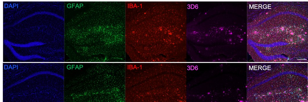 Christiane Wrann, PhD, DVM banner